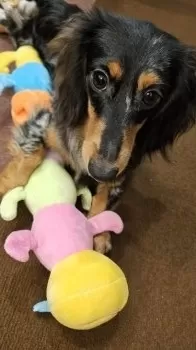 Sato3x 様のお迎えした子犬