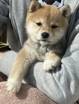 NH 様のお迎えした子犬
