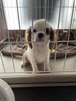 H.M 様のお迎えした子犬