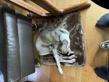 ニック 様のお迎えした子犬