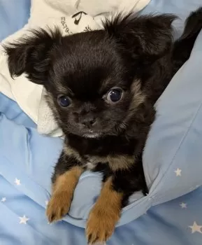 らいぶら 様のお迎えした子犬