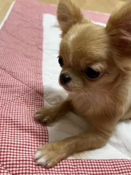 M.S 様のお迎えした子犬