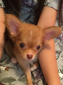 いろはな 様のお迎えした子犬