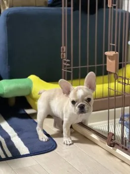 いっせい 様のお迎えした子犬