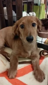 らぶママ 様のお迎えした子犬