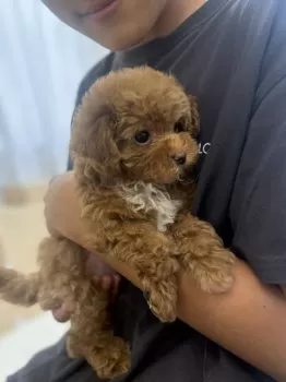くまちゃん 様のお迎えした子犬
