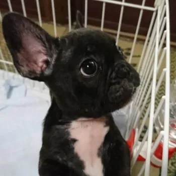 濱口 美穂 様のお迎えした子犬