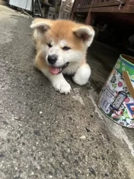 A.A 様のお迎えした子犬