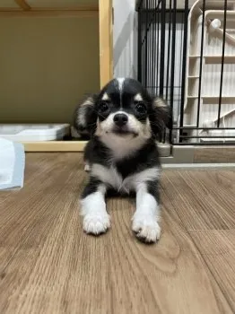 れおん 様のお迎えした子犬