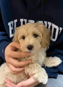 ダイスケ 様のお迎えした子犬
