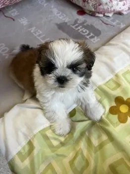 Miwako 様のお迎えした子犬