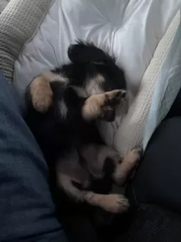 M.T 様のお迎えした子犬