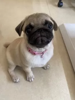 小麦ママ 様のお迎えした子犬
