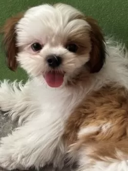 ナナ 様のお迎えした子犬