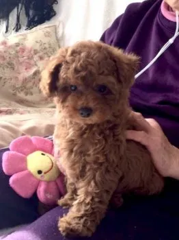 さと 様のお迎えした子犬