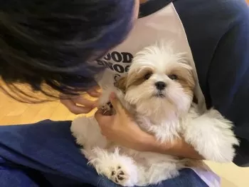 J.S 様のお迎えした子犬