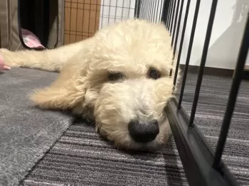S.U 様のお迎えした子犬
