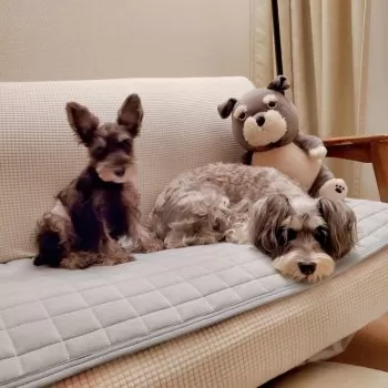 Y.T 様のお迎えした子犬