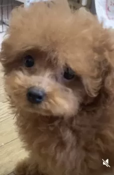 A.K 様のお迎えした子犬
