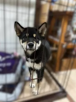 M.T 様のお迎えした子犬