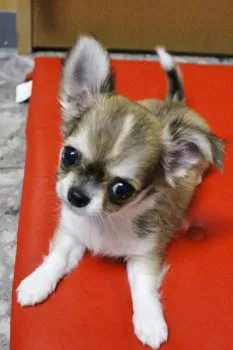 ちいちい 様のお迎えした子犬