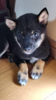 四猫 様のお迎えした子犬