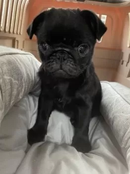 M.S 様のお迎えした子犬