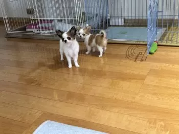 アヤ 様のお迎えした子犬