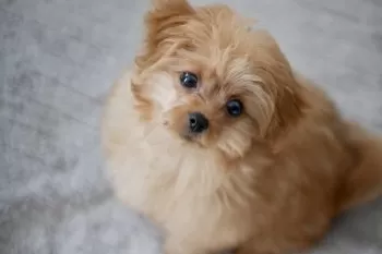 H.A 様のお迎えした子犬