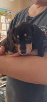 ツルカメ 様のお迎えした子犬