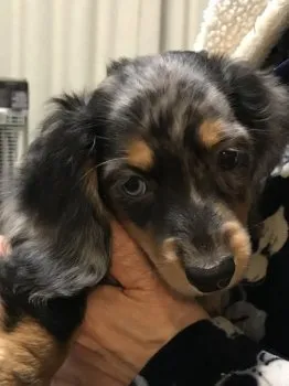ぷりん 様のお迎えした子犬
