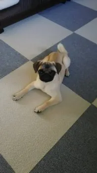 おはぎ 様のお迎えした子犬