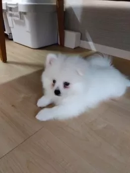 K.E 様のお迎えした子犬