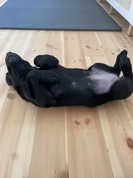 mh 様のお迎えした子犬