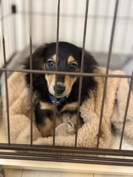 なっちゃん 様のお迎えした子犬