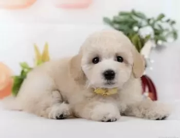 K.N 様のお迎えした子犬