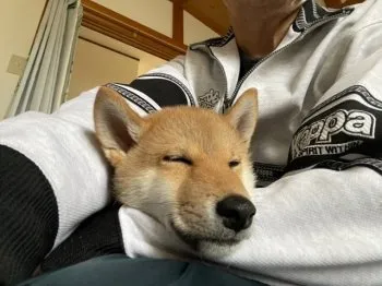 しんちゃん 様のお迎えした子犬