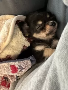 ブンパパ 様のお迎えした子犬
