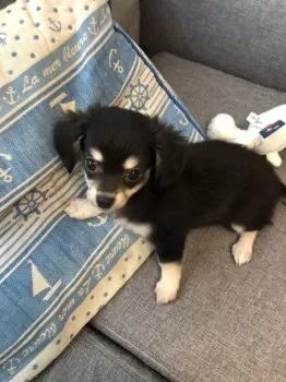 マサキ 様のお迎えした子犬