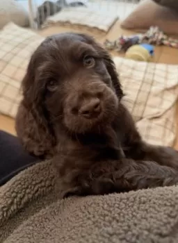 H.O 様のお迎えした子犬