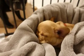 fuumama 様のお迎えした子犬
