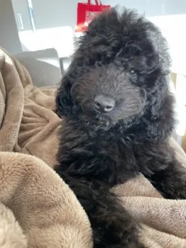 Mari 様のお迎えした子犬