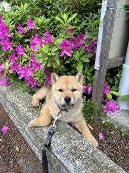 E.Y 様のお迎えした子犬