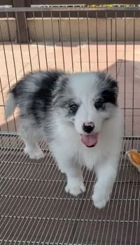 Ash 様のお迎えした子犬