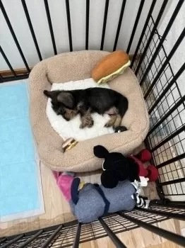 M.M 様のお迎えした子犬