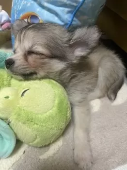 めめ 様のお迎えした子犬