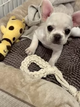 K.N 様のお迎えした子犬