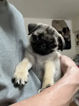 Y.M 様のお迎えした子犬