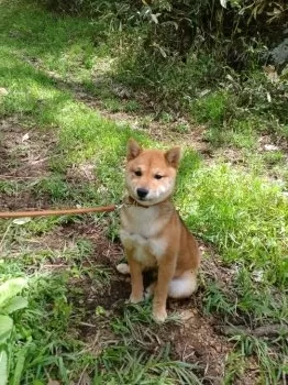 ひー様 様のお迎えした子犬