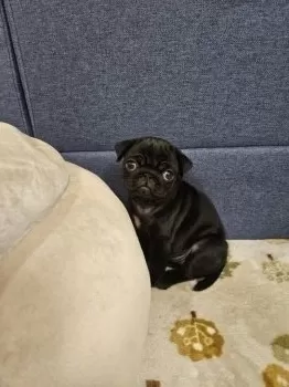 E.Y 様のお迎えした子犬